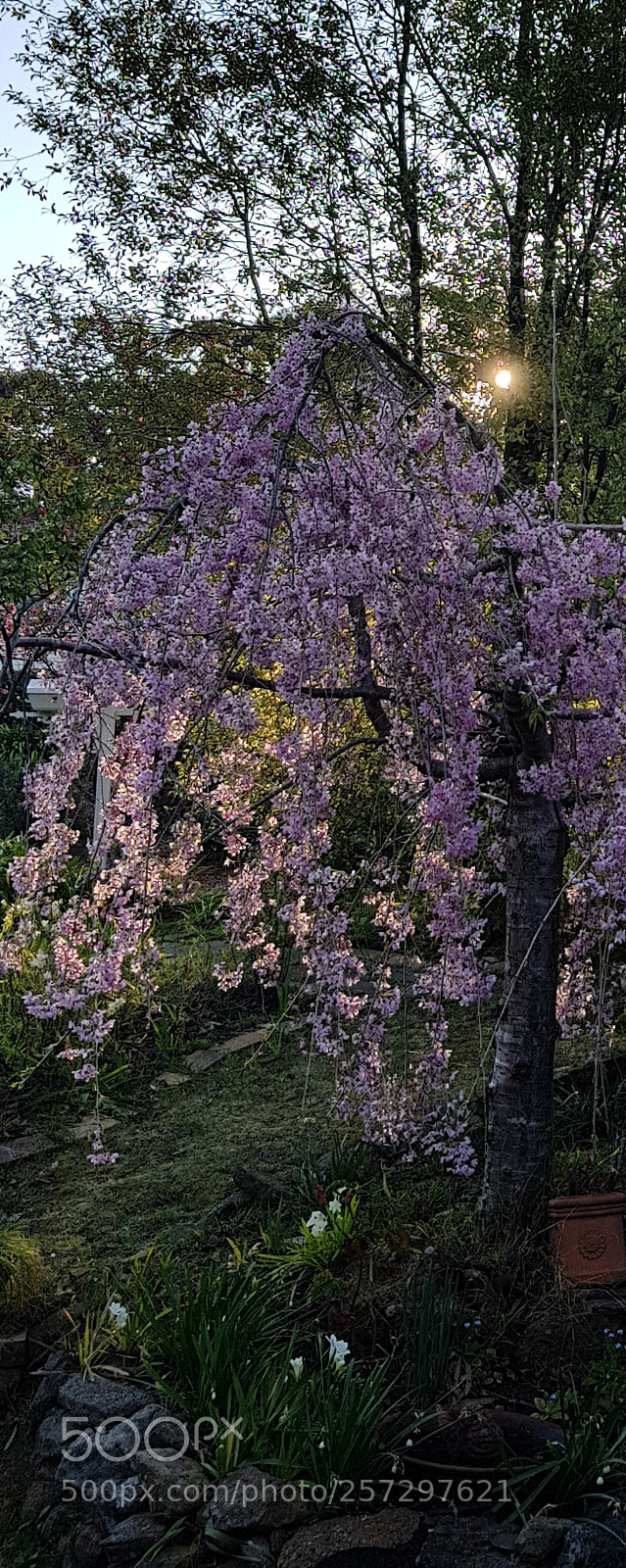 Samsung Galaxy S8+ sample photo. Blossom 2 photography