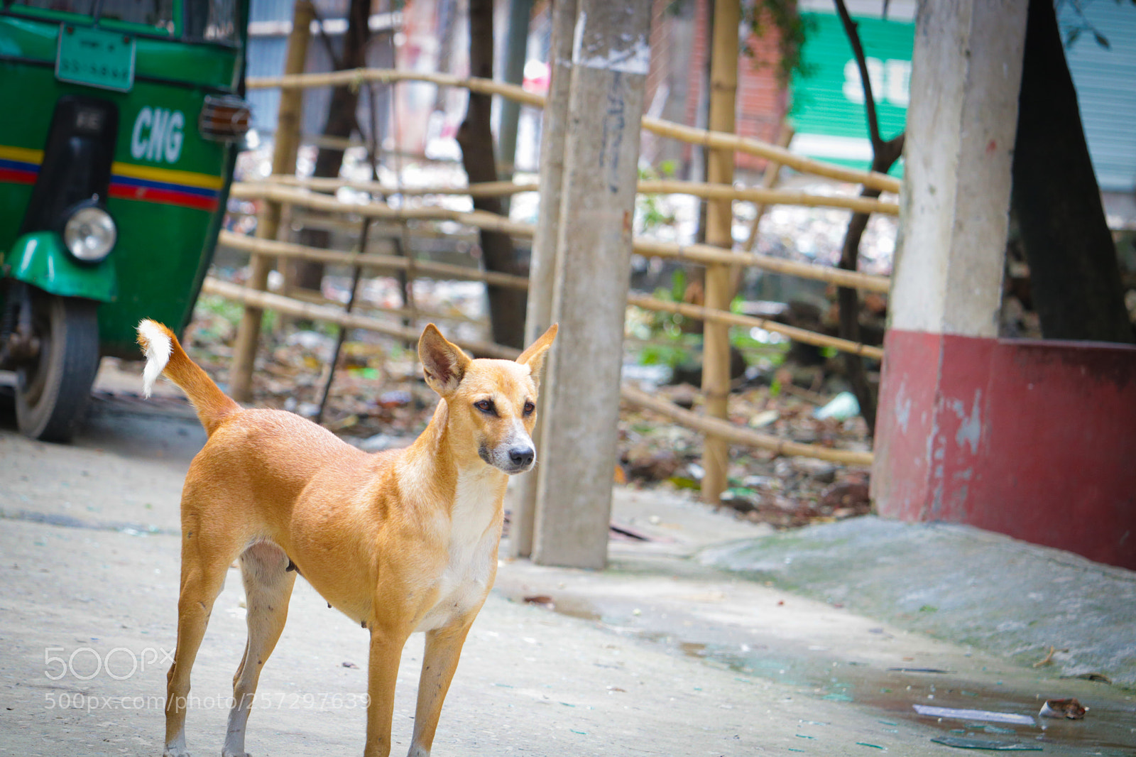 Canon EOS 750D (EOS Rebel T6i / EOS Kiss X8i) sample photo. Dog ! photography