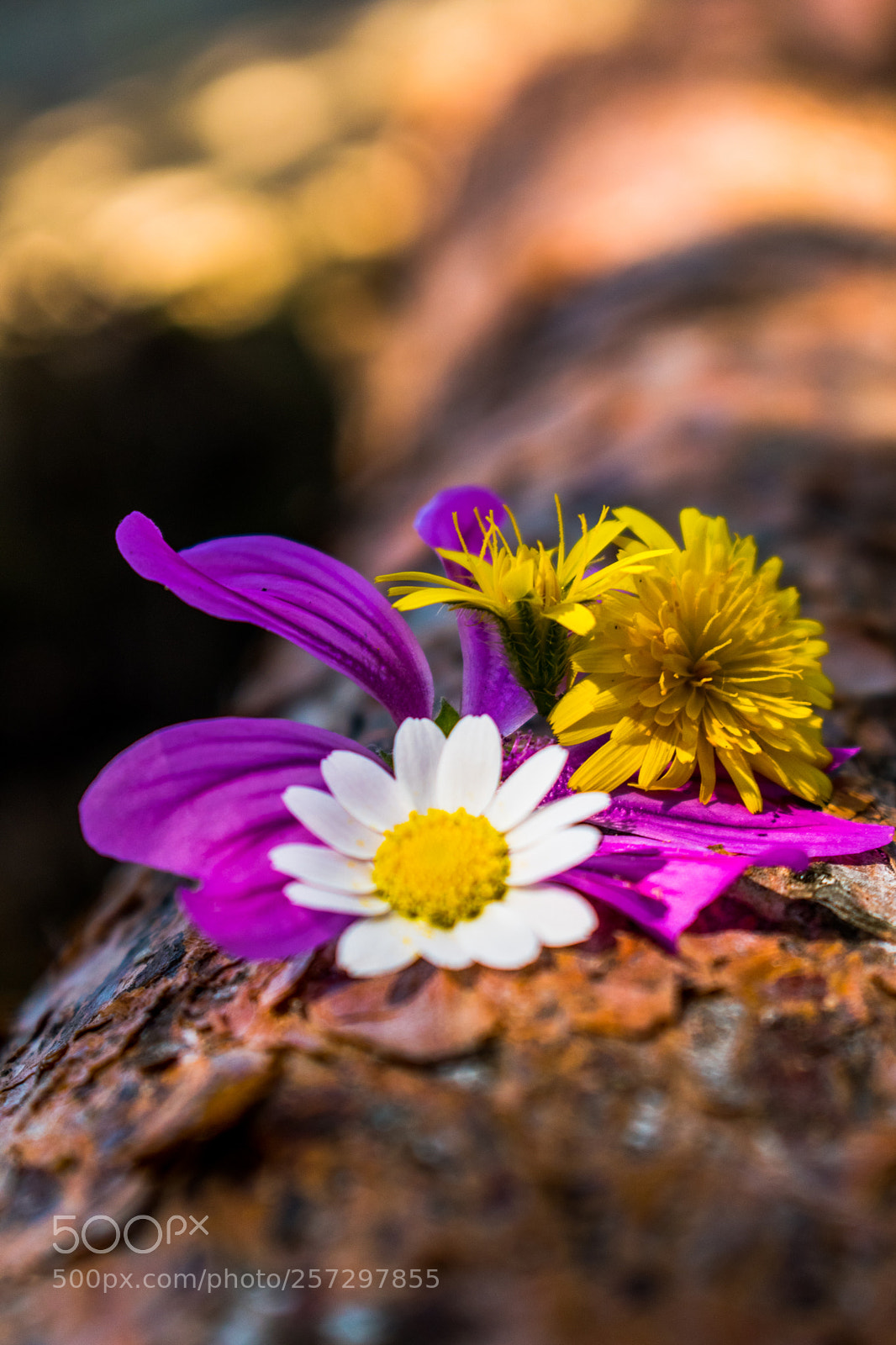 Nikon D5500 sample photo. Flowers photography