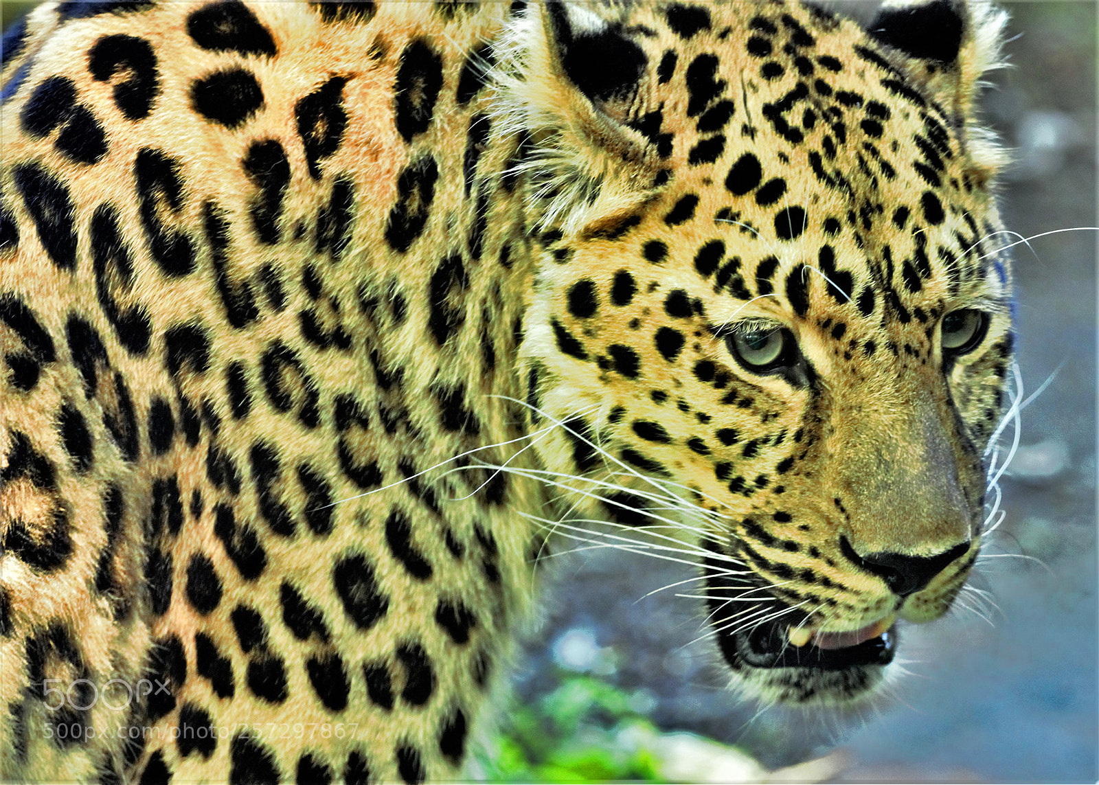 Canon EOS 650D (EOS Rebel T4i / EOS Kiss X6i) sample photo. Amur leopard photography