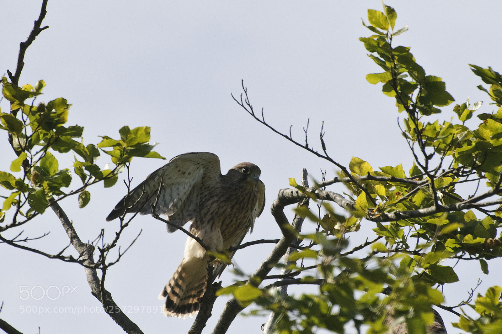 Nikon D300S sample photo. Common kestrel photography