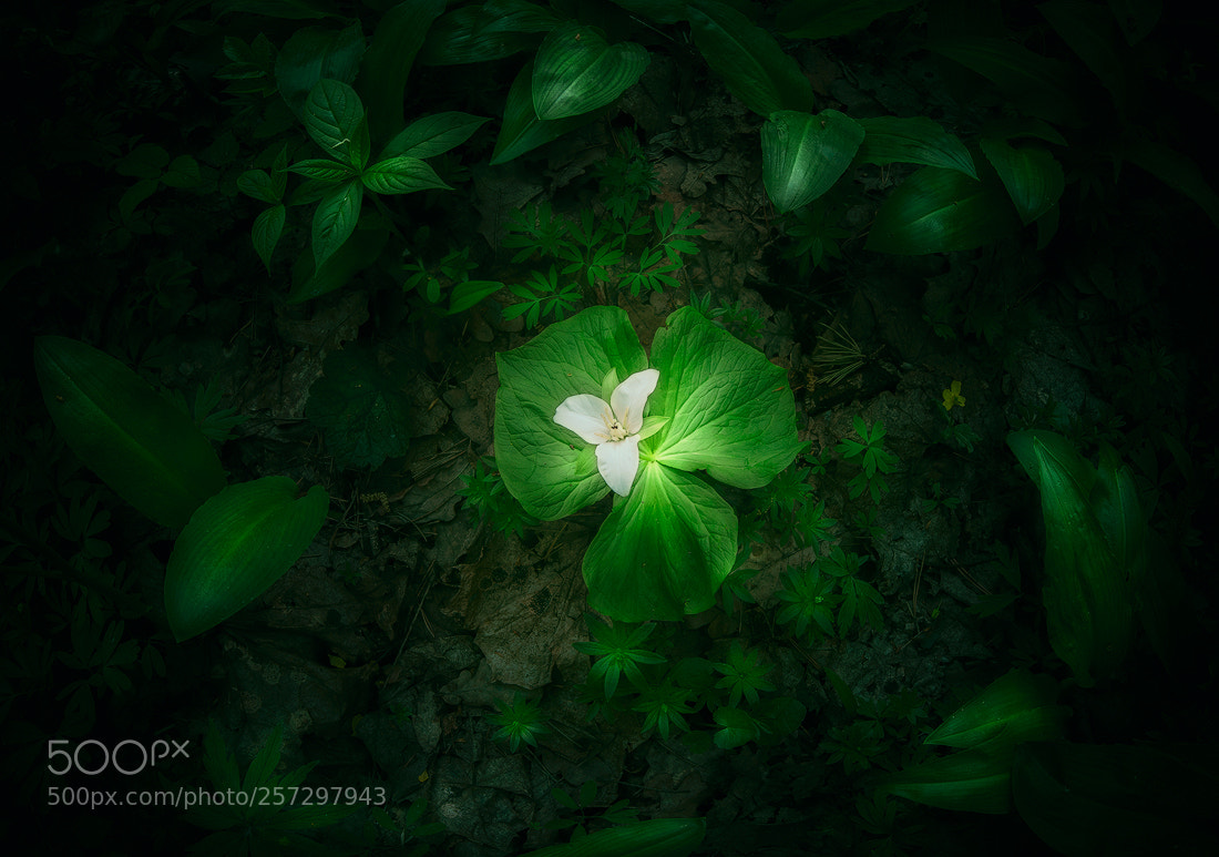 Nikon D610 sample photo. Glowing trillium photography