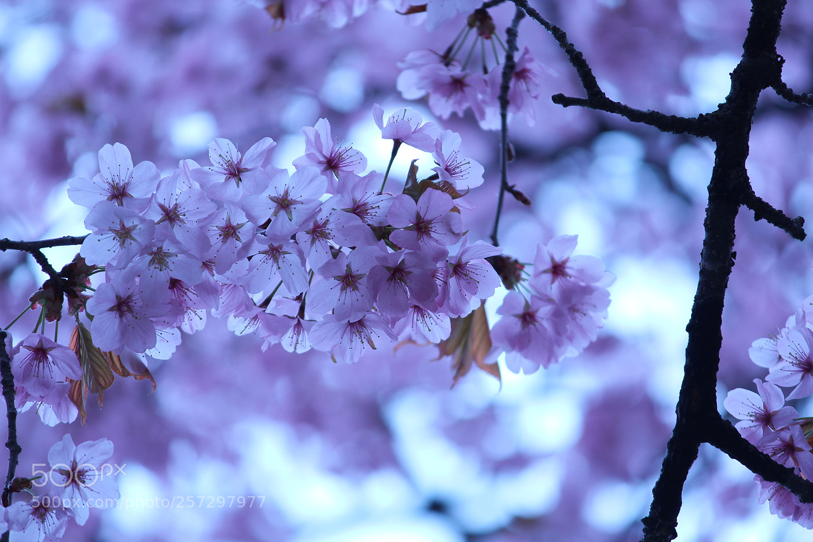 Canon EOS 600D (Rebel EOS T3i / EOS Kiss X5) sample photo. Cherry blossom photography