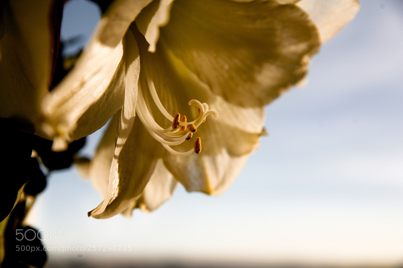 Canon EOS 5D sample photo. Illuminated flower at sunset photography