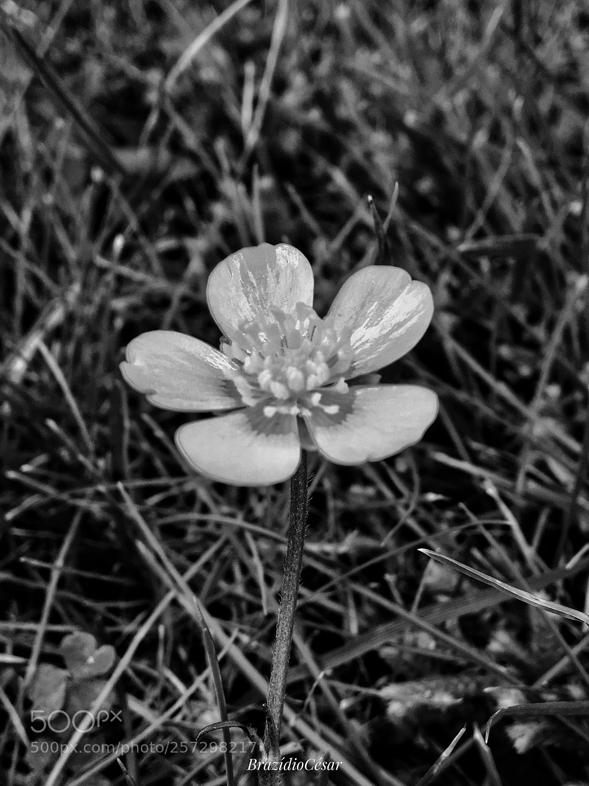 Apple iPhone 6s sample photo. Untitled photography