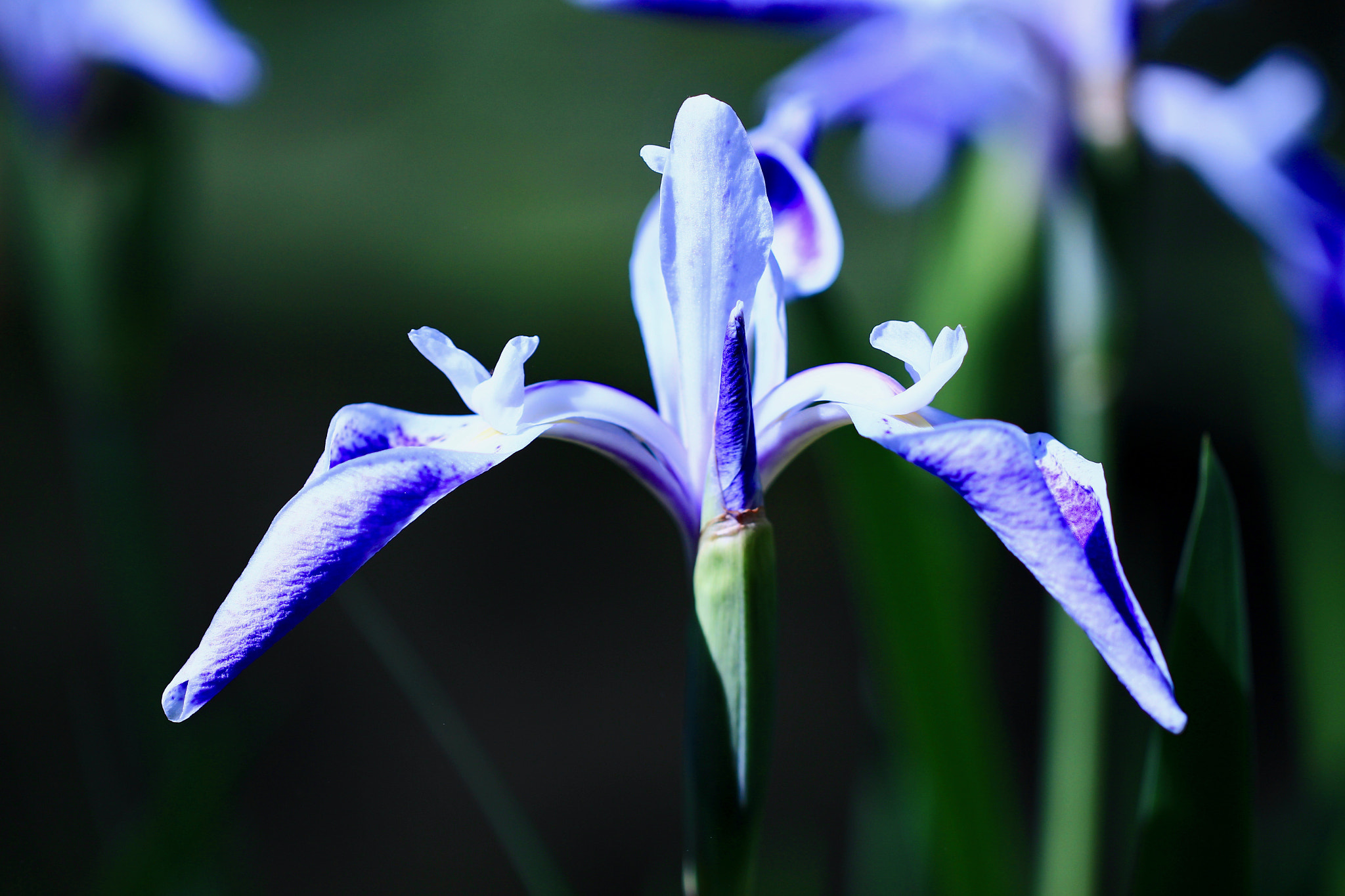 Canon EOS 700D (EOS Rebel T5i / EOS Kiss X7i) sample photo. An origami crane... photography