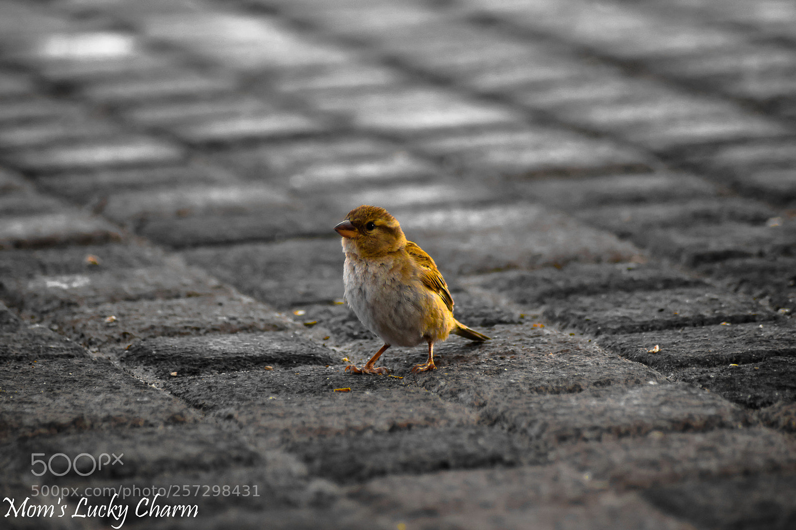 Nikon D3300 sample photo. Sparrow photography