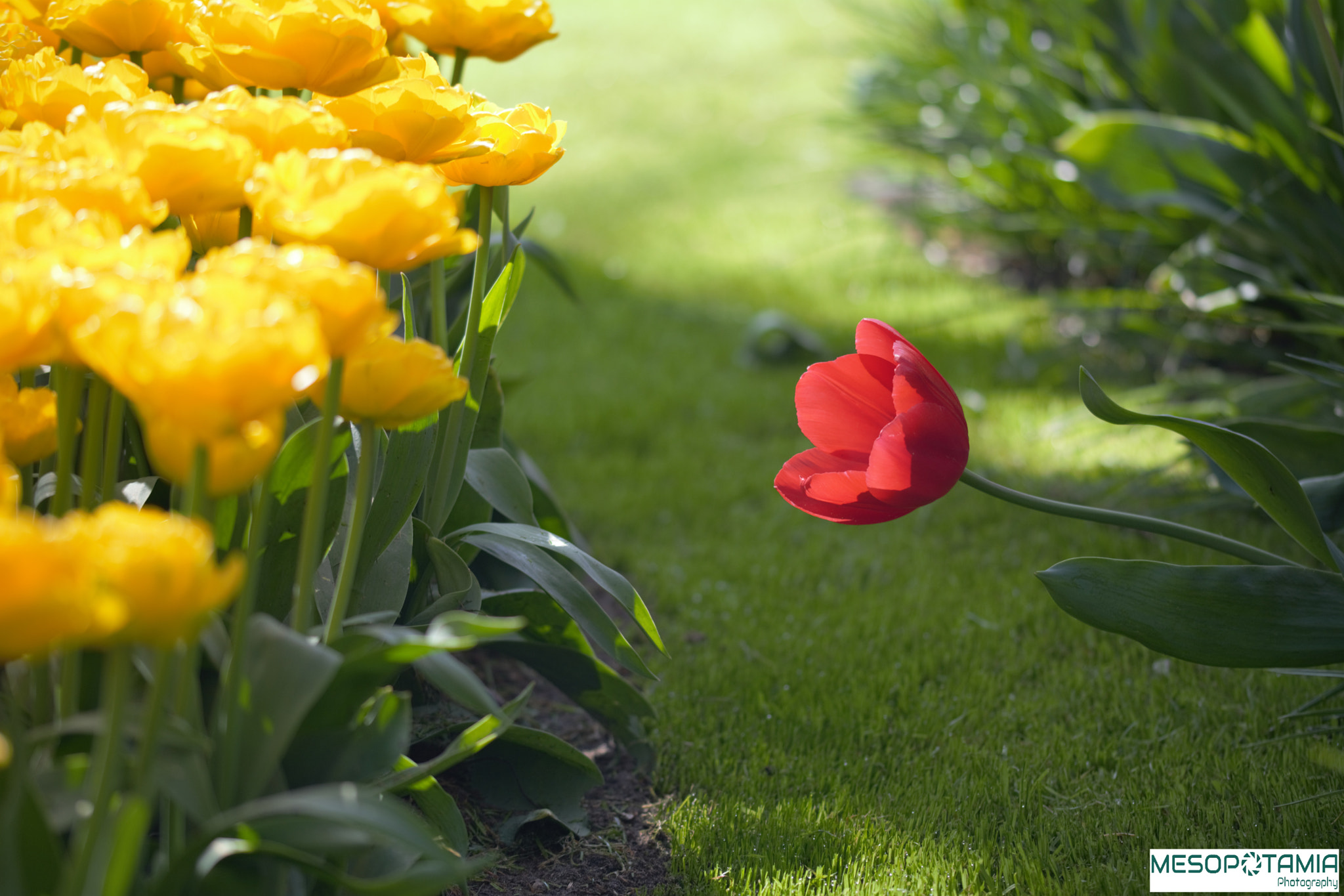Sigma 105mm F2.8 EX DG OS HSM sample photo. Keukenhof photography