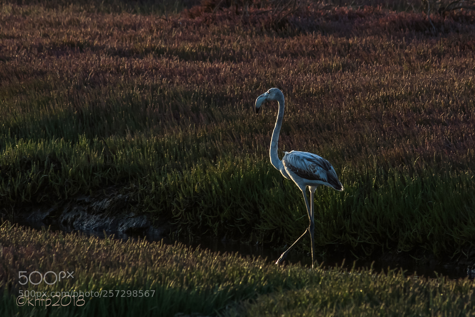 Canon EOS 650D (EOS Rebel T4i / EOS Kiss X6i) sample photo. Flamingo photography