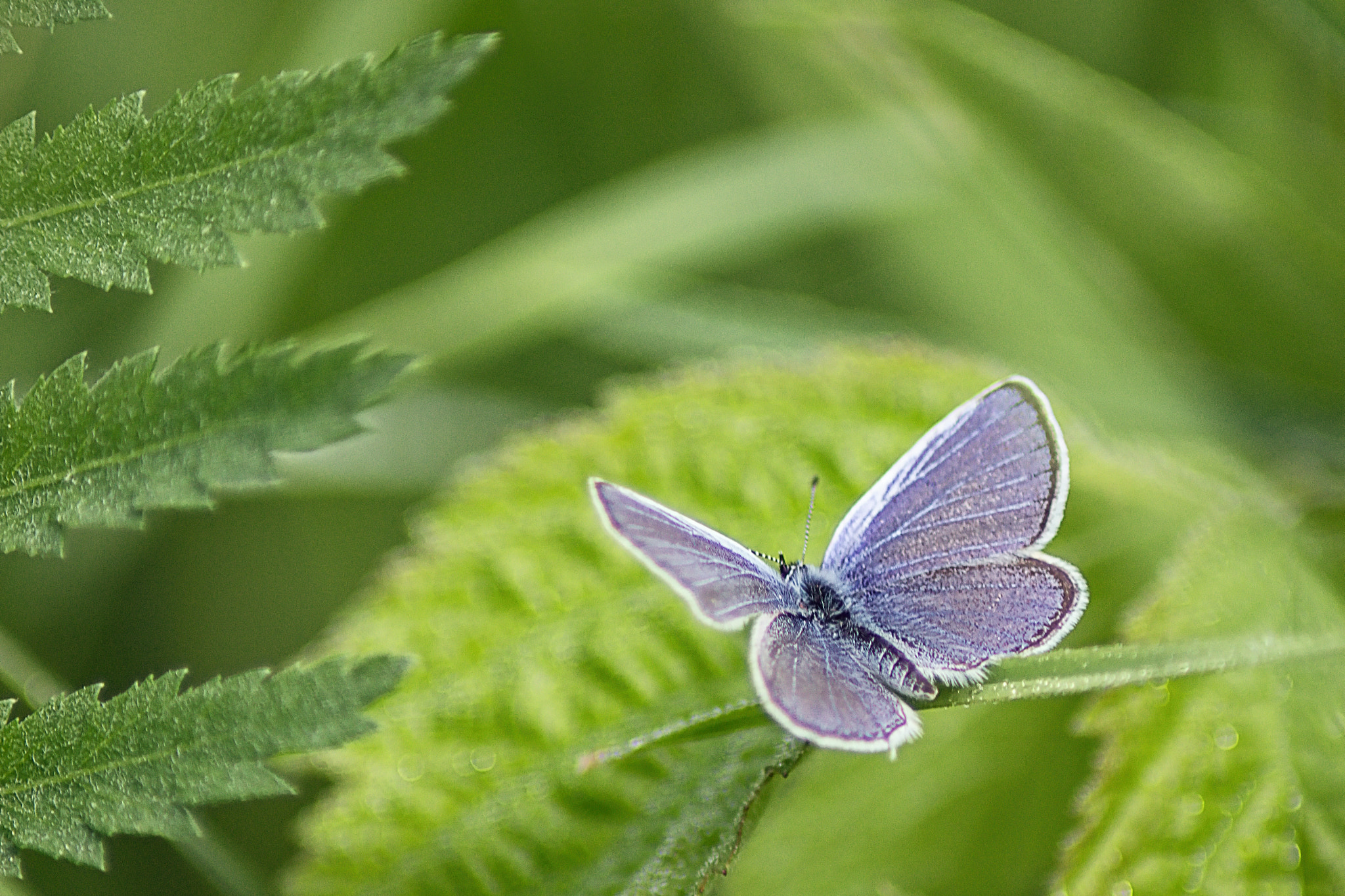 Canon EOS 1300D (EOS Rebel T6 / EOS Kiss X80) sample photo. Blue butterfly photography