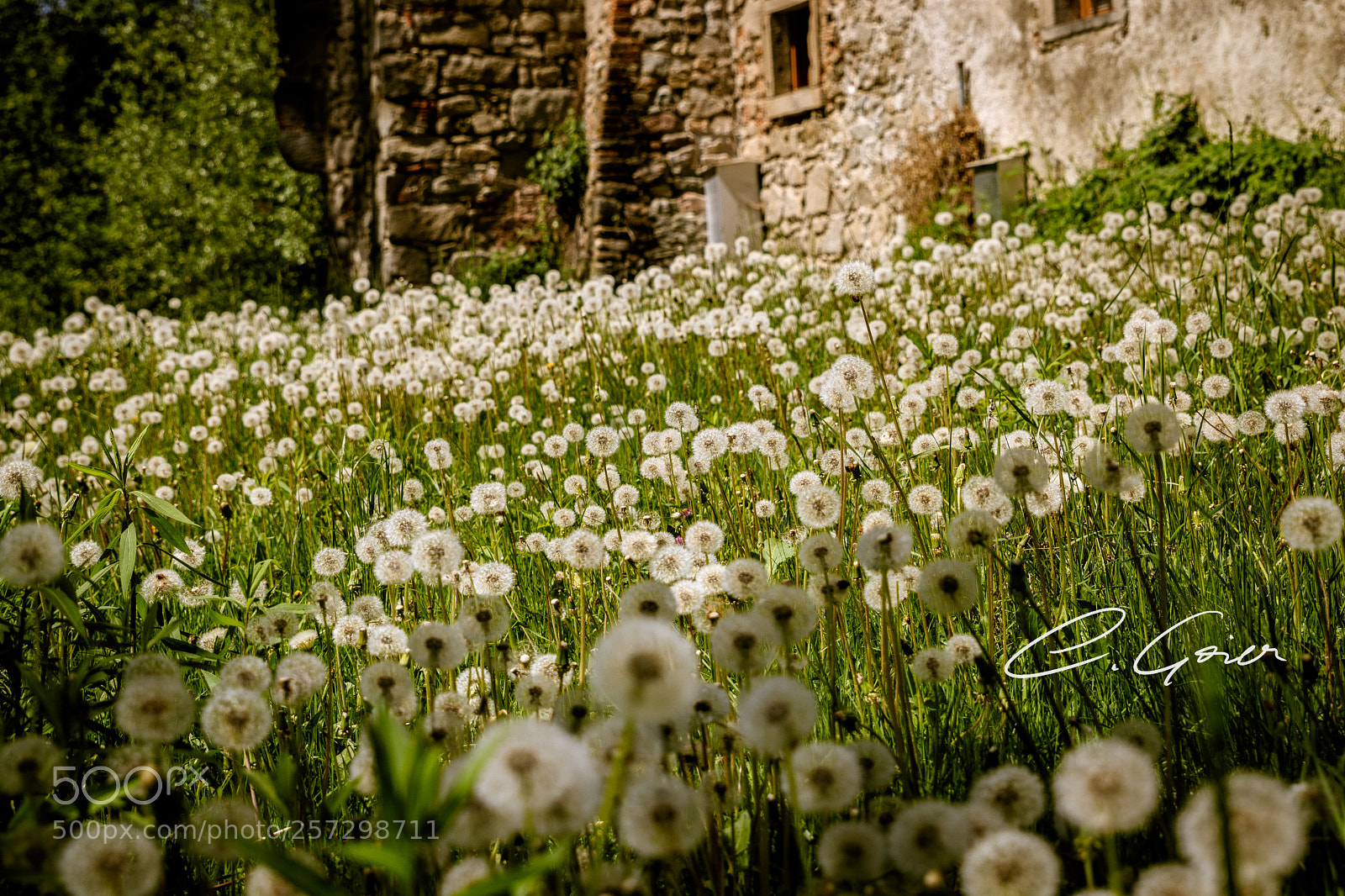 Canon EOS 77D (EOS 9000D / EOS 770D) sample photo. Dandelions - ready to photography