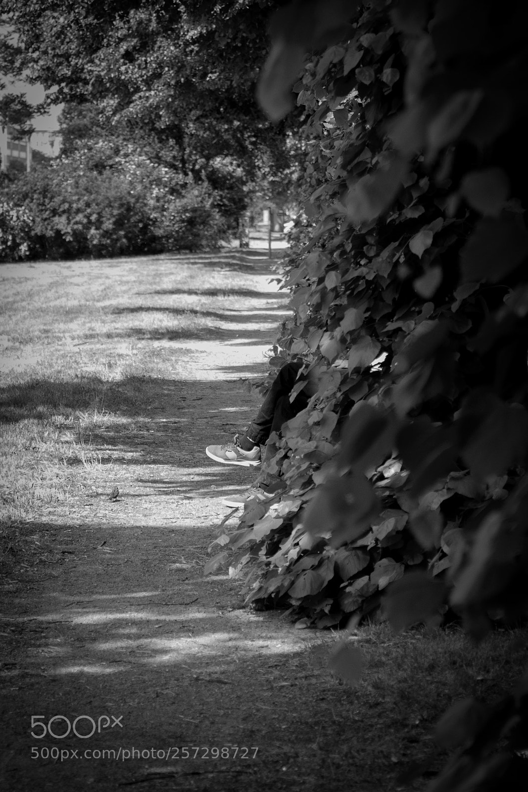 Canon EOS 5D Mark IV sample photo. Stalker photography