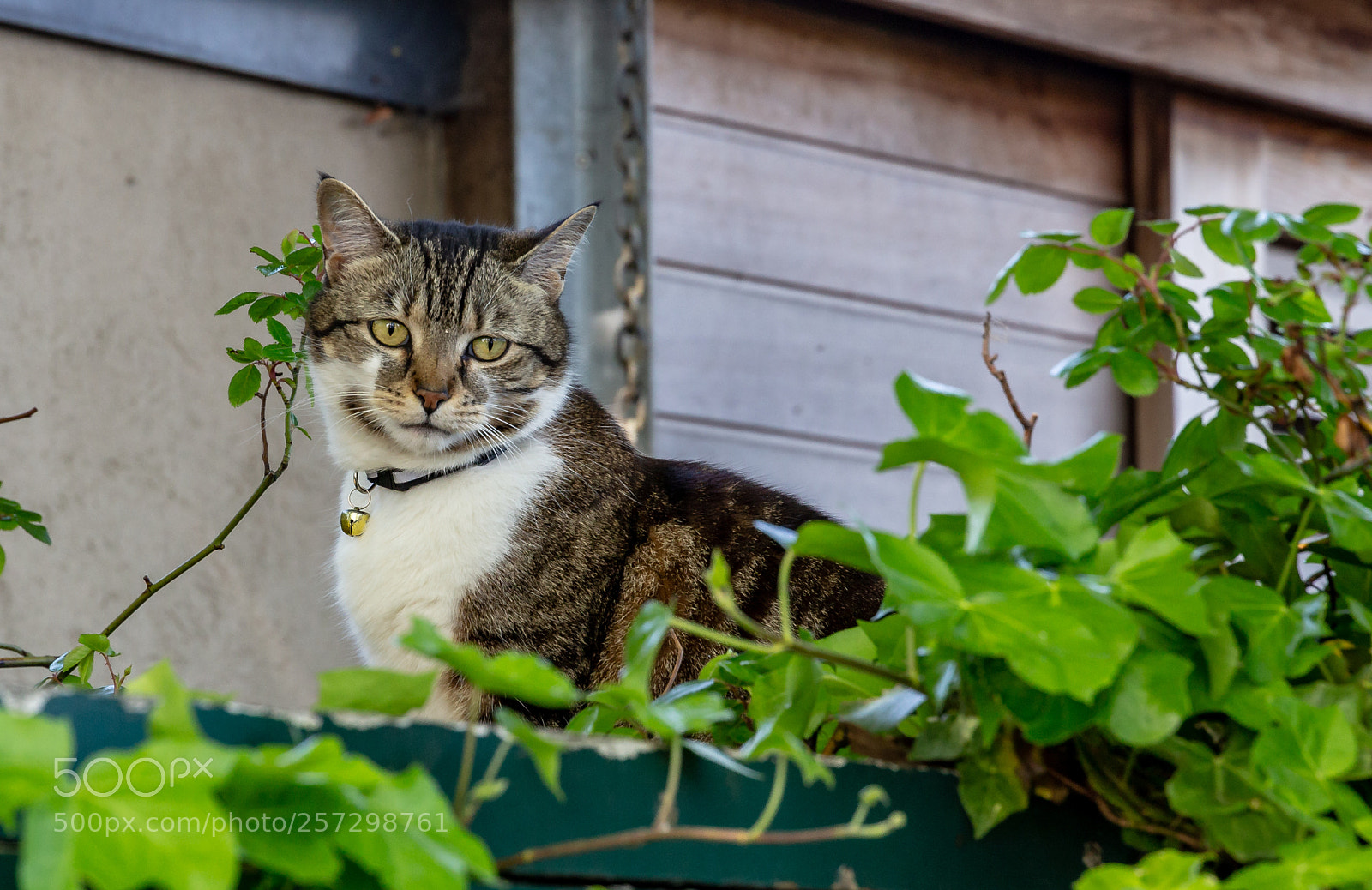 Canon EOS 6D sample photo. Meow! photography