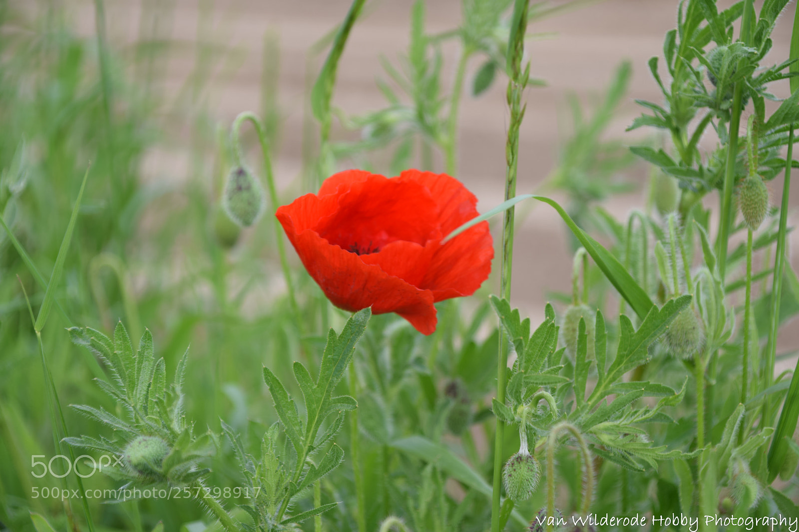 Nikon D3300 sample photo. Poppy photography