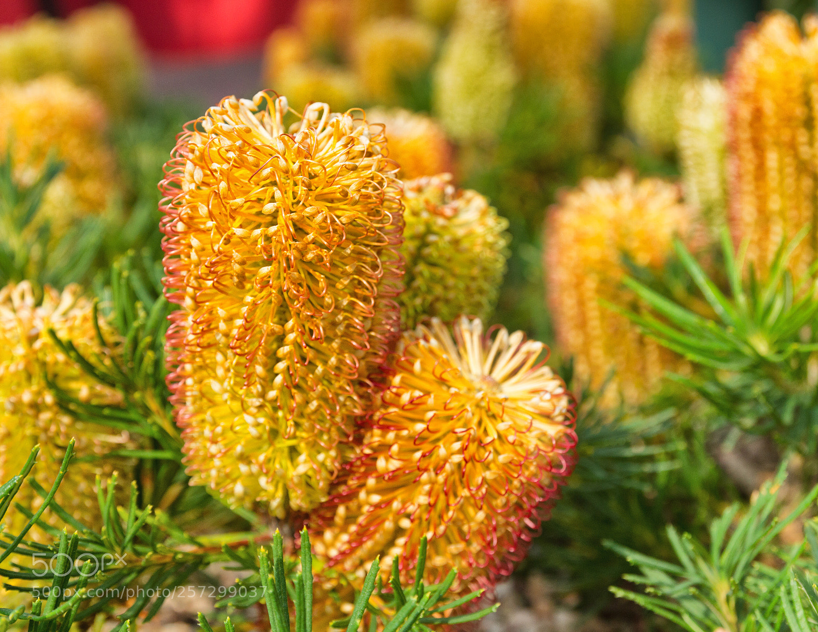 Canon EOS 7D sample photo. Bottlebrush photography