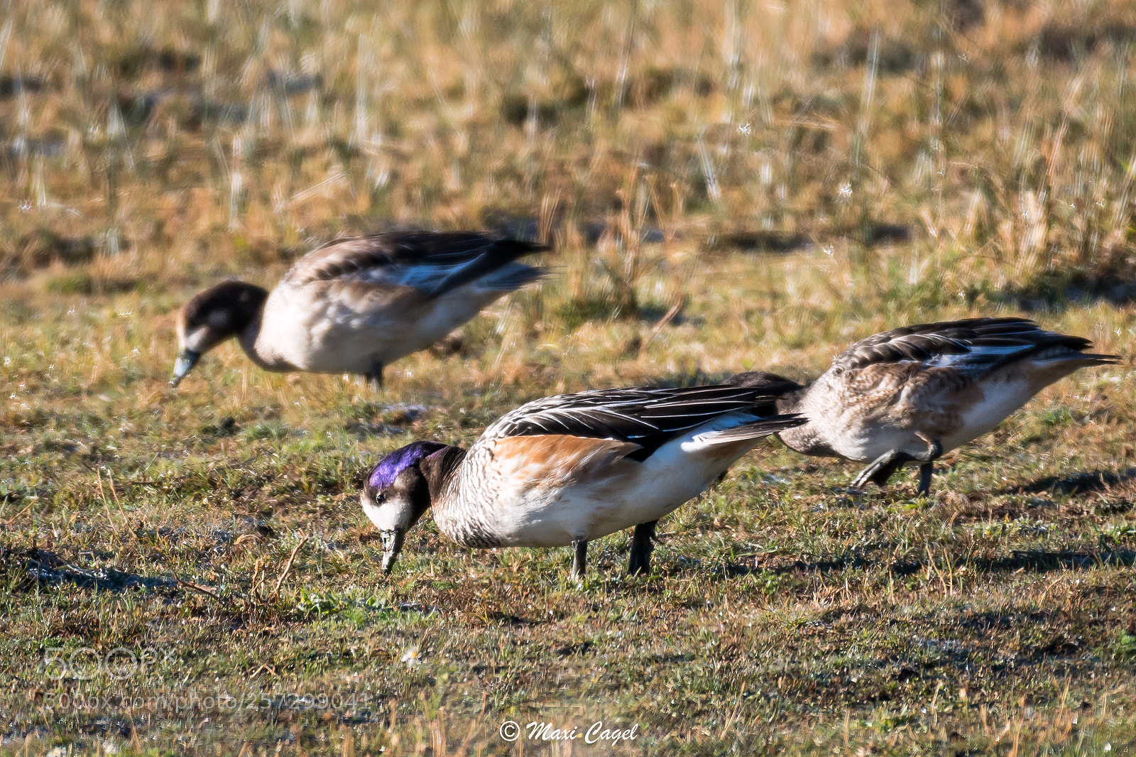 Nikon D500 sample photo. Three musketeers photography