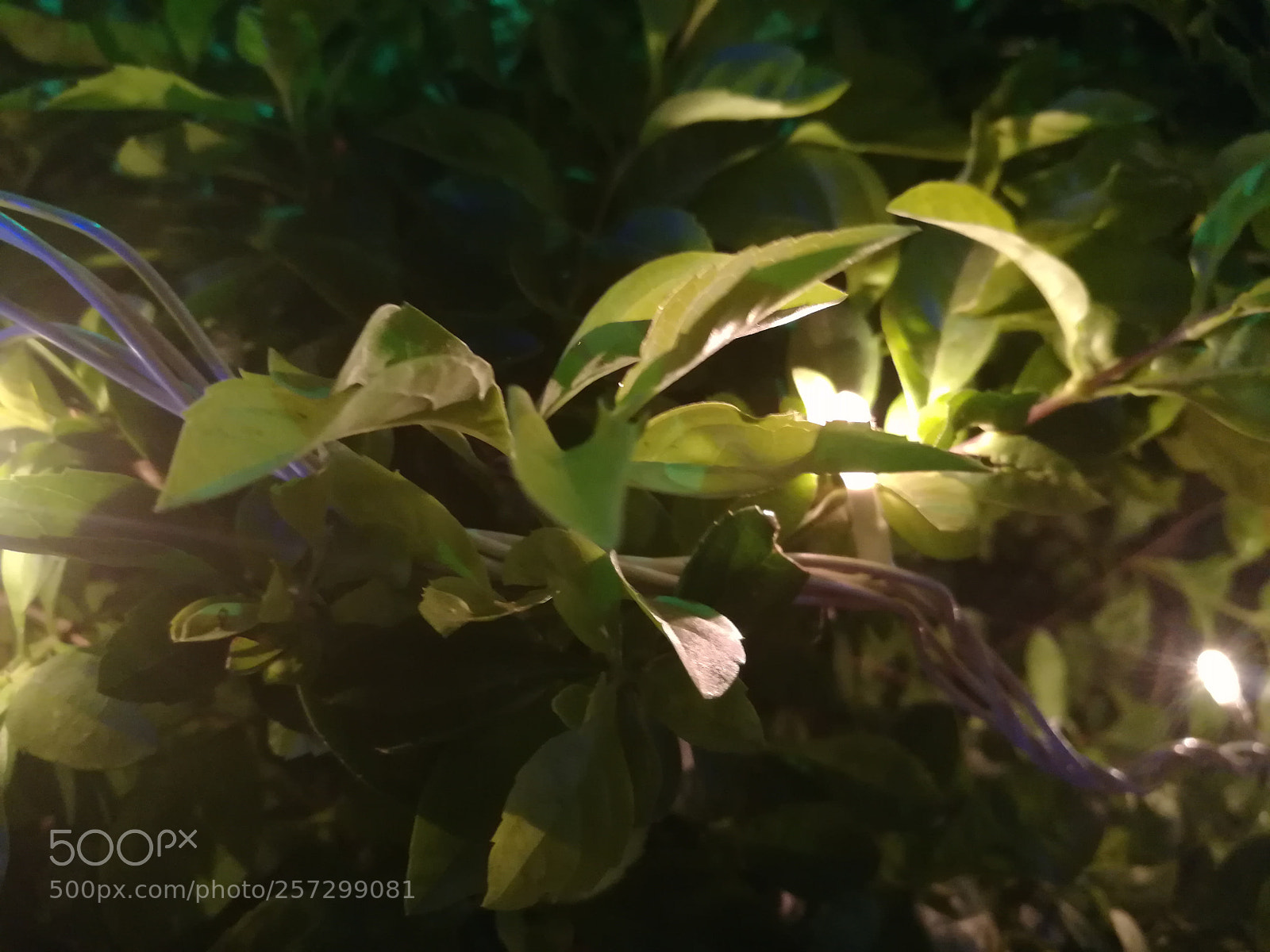 HUAWEI honor 6x sample photo. Dav photography