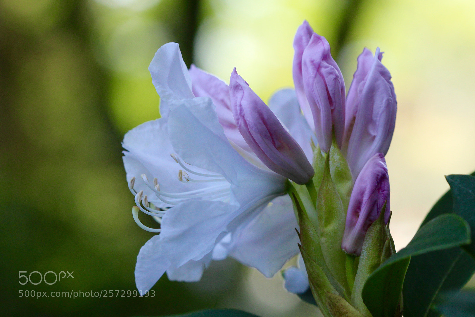 Canon EOS 700D (EOS Rebel T5i / EOS Kiss X7i) sample photo. Rhododendron flower photography