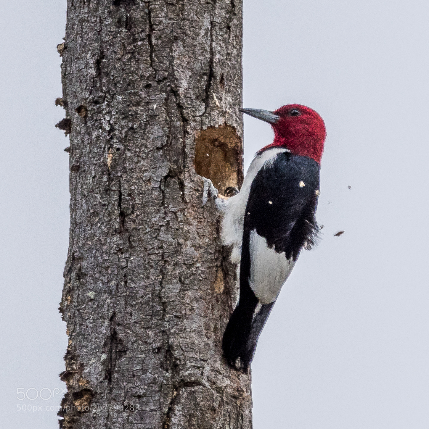 Nikon D500 sample photo. Photo of the day photography