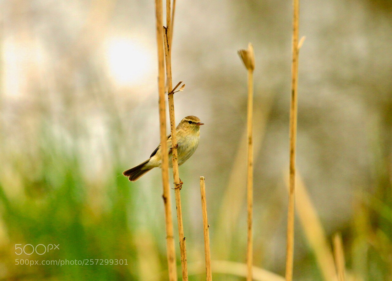 Canon EOS 70D sample photo. Untitled photography