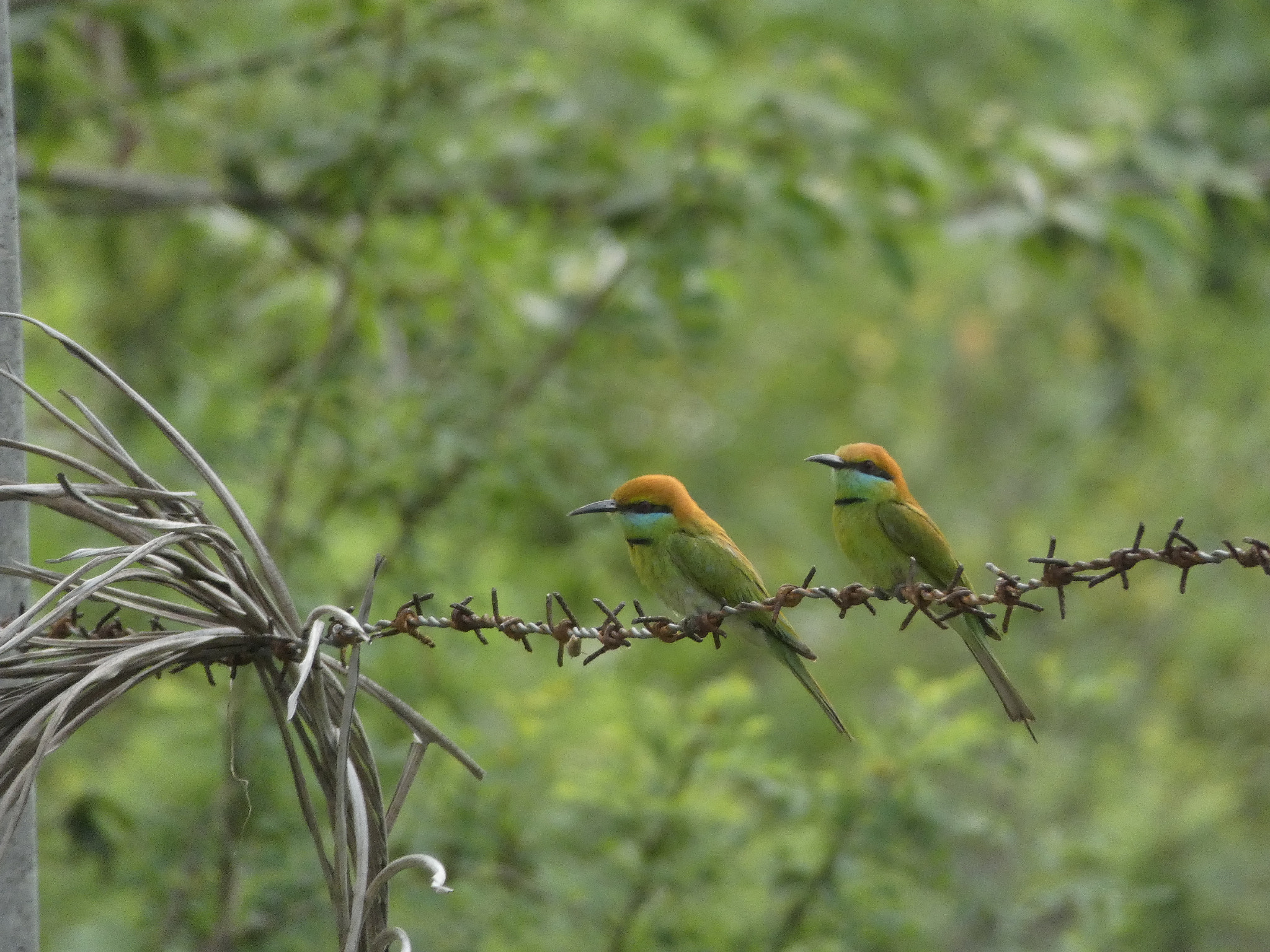 Panasonic DC-FZ80 sample photo. Green bee-eaters on a wire photography