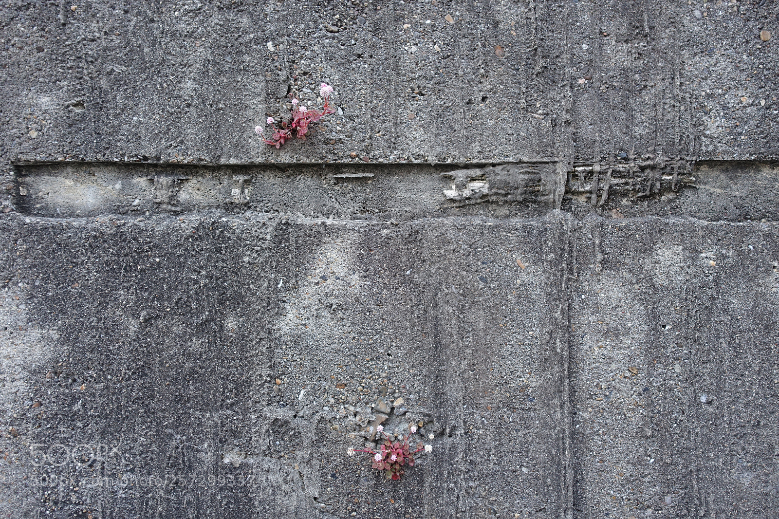 Sony Cyber-shot DSC-RX100 III sample photo. The wall flower photography