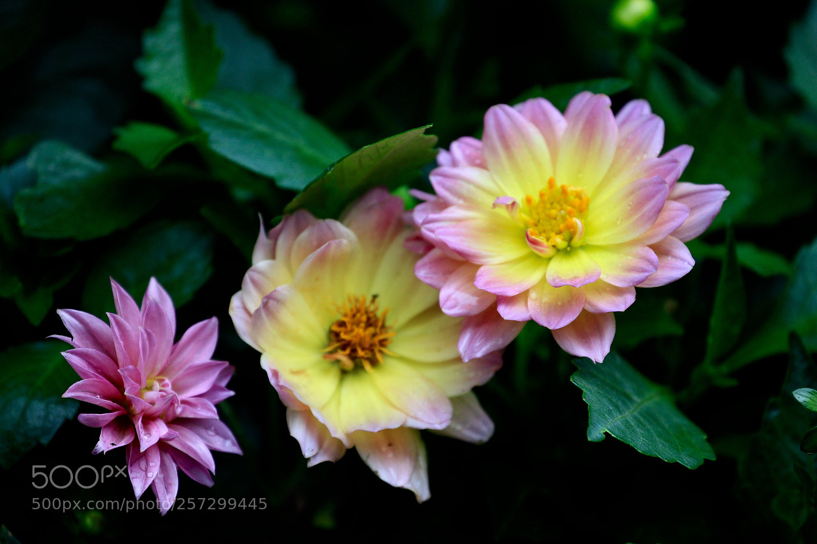 Canon EOS-1D Mark IV sample photo. Untitled photography