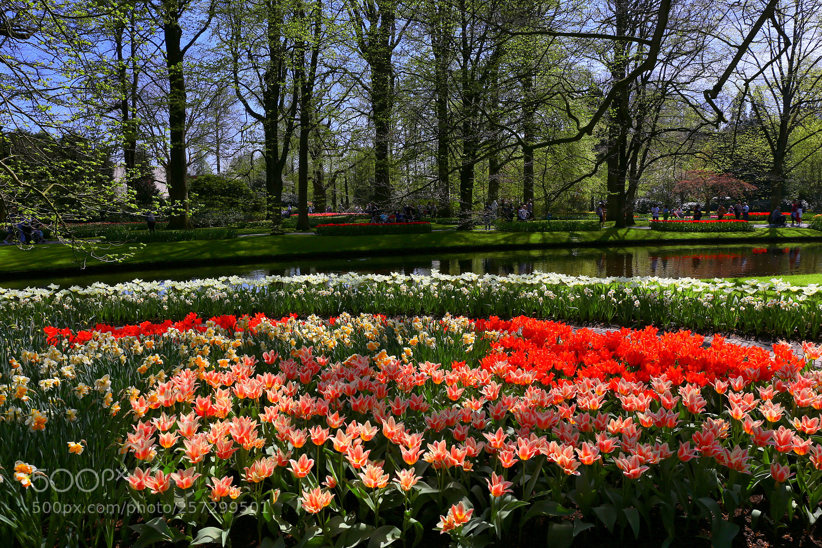 Canon EF 24-70mm F4L IS USM sample photo. Keukenhof photography
