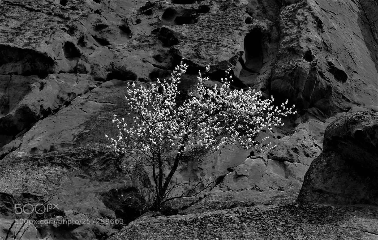 Nikon D200 sample photo. Growing in the rocks photography