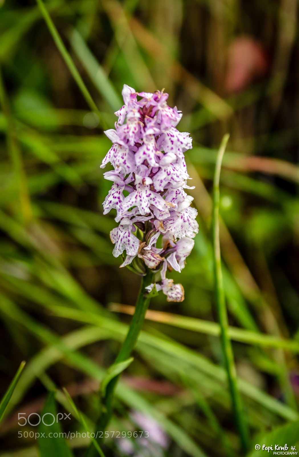 Canon EOS 1200D (EOS Rebel T5 / EOS Kiss X70 / EOS Hi) sample photo. Heath spotted-orchid photography