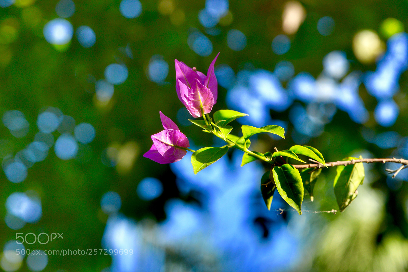 Nikon D800 sample photo. 《深锁春光一院愁》 photography