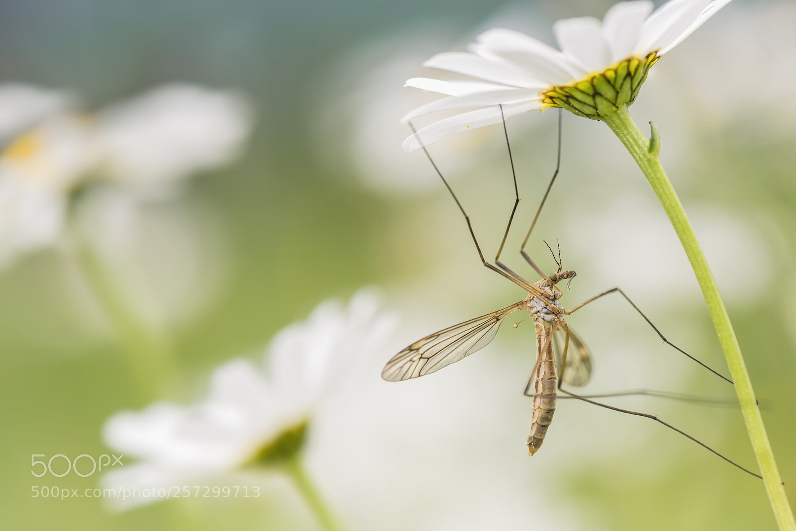 Nikon D610 sample photo. Schnake photography