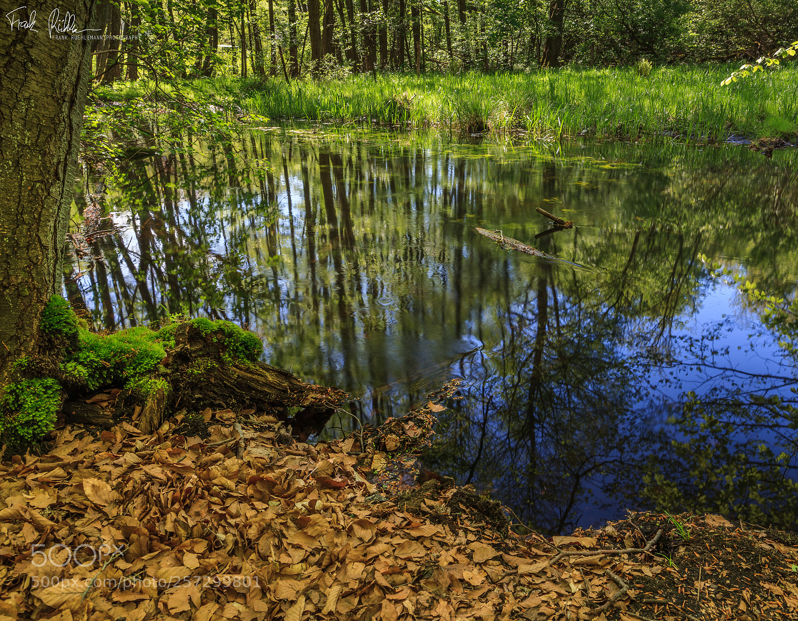 Canon EOS 5D Mark II sample photo. Strolling through the woods. photography