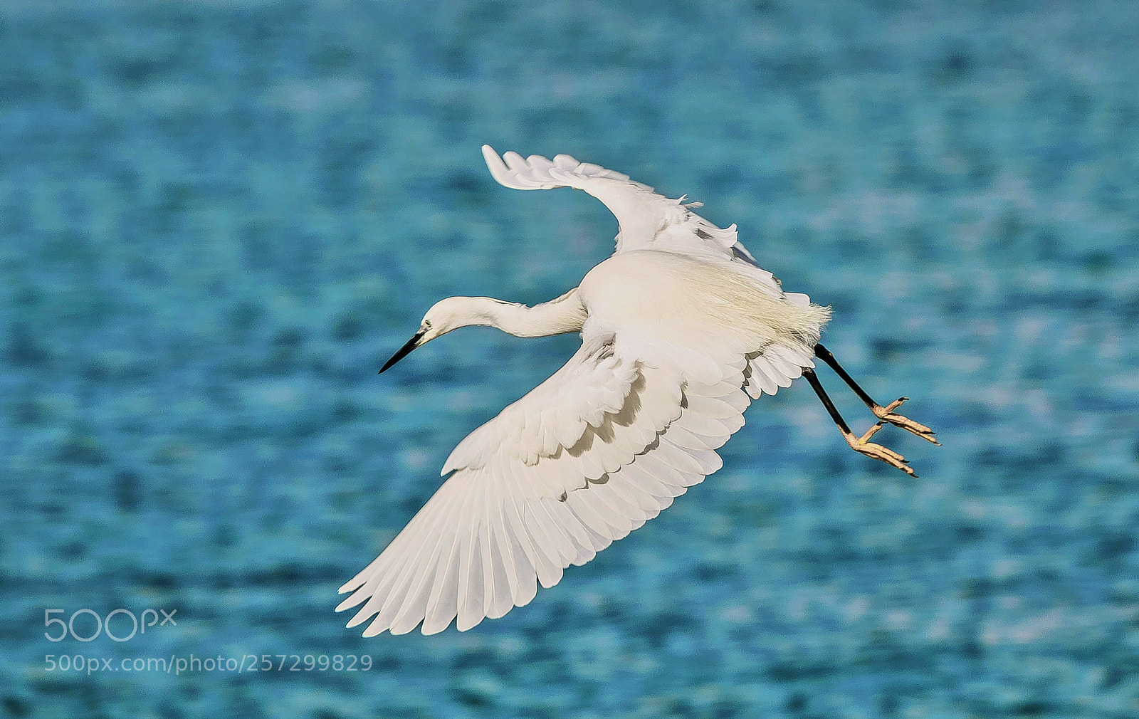 Nikon D5300 sample photo. Arrival of the angel photography