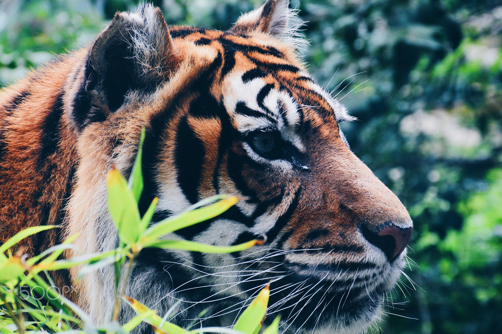 Nikon D5200 sample photo. Zoo animals photography