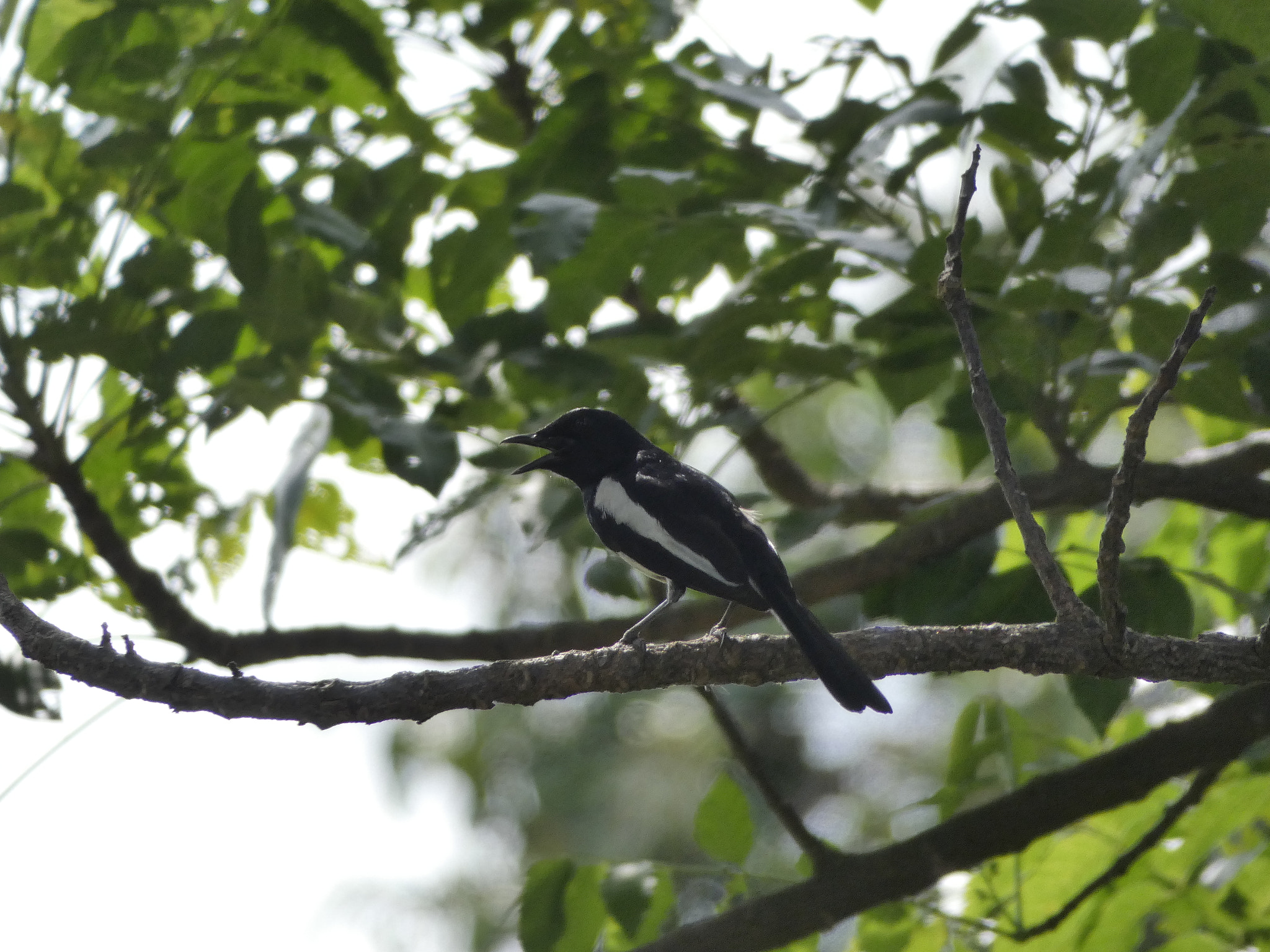 Panasonic DC-FZ80 sample photo. Oriental magpie robin photography