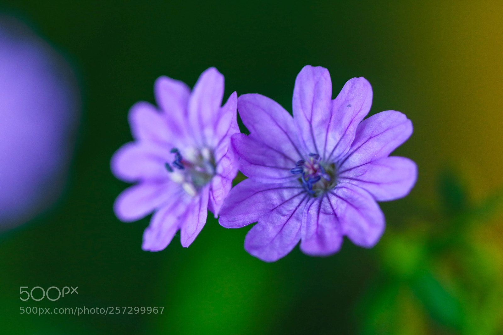 Canon EOS 750D (EOS Rebel T6i / EOS Kiss X8i) sample photo. Double purple photography
