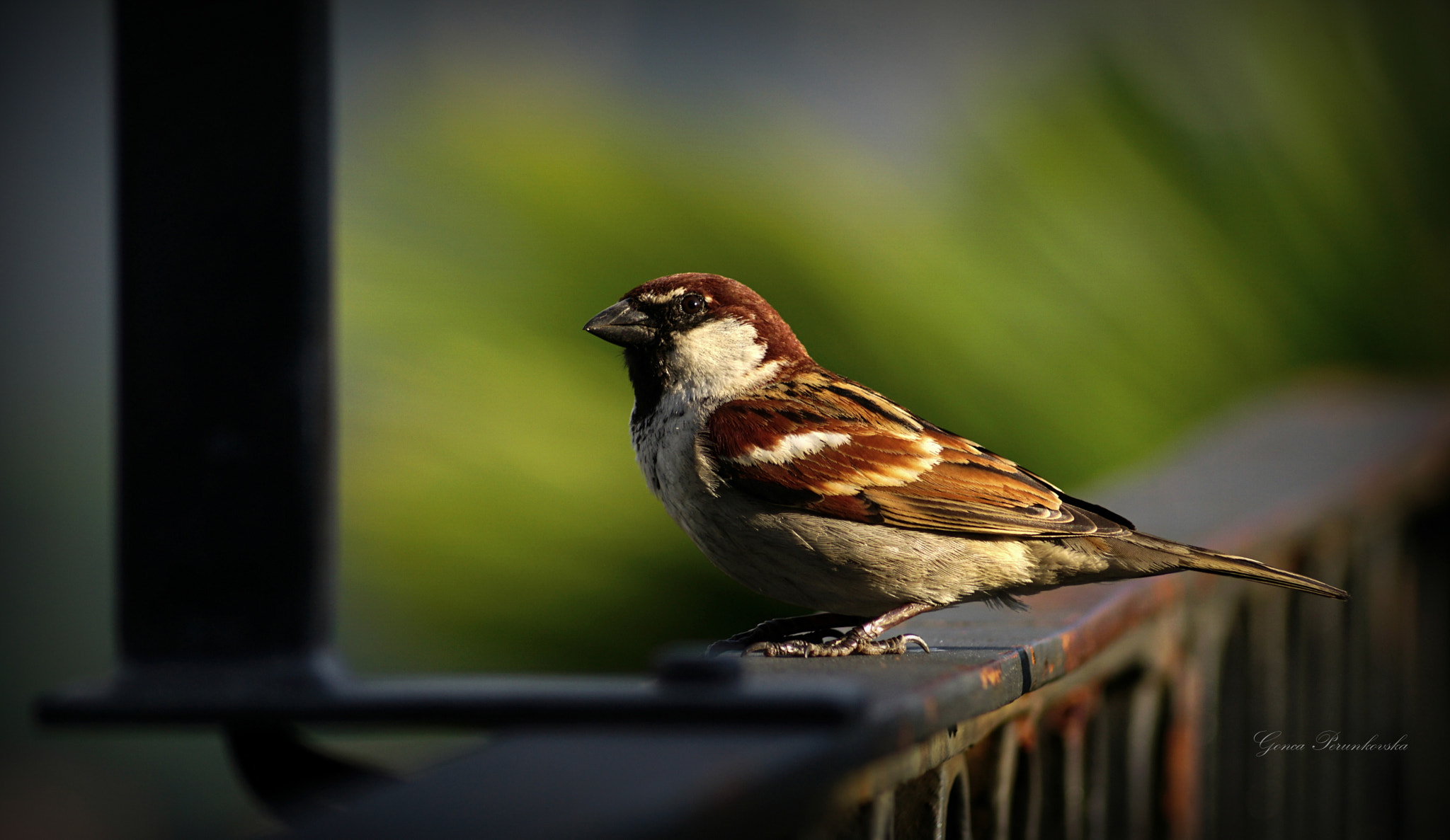 Sony DT 55-200mm F4-5.6 SAM sample photo. Simple bird photography