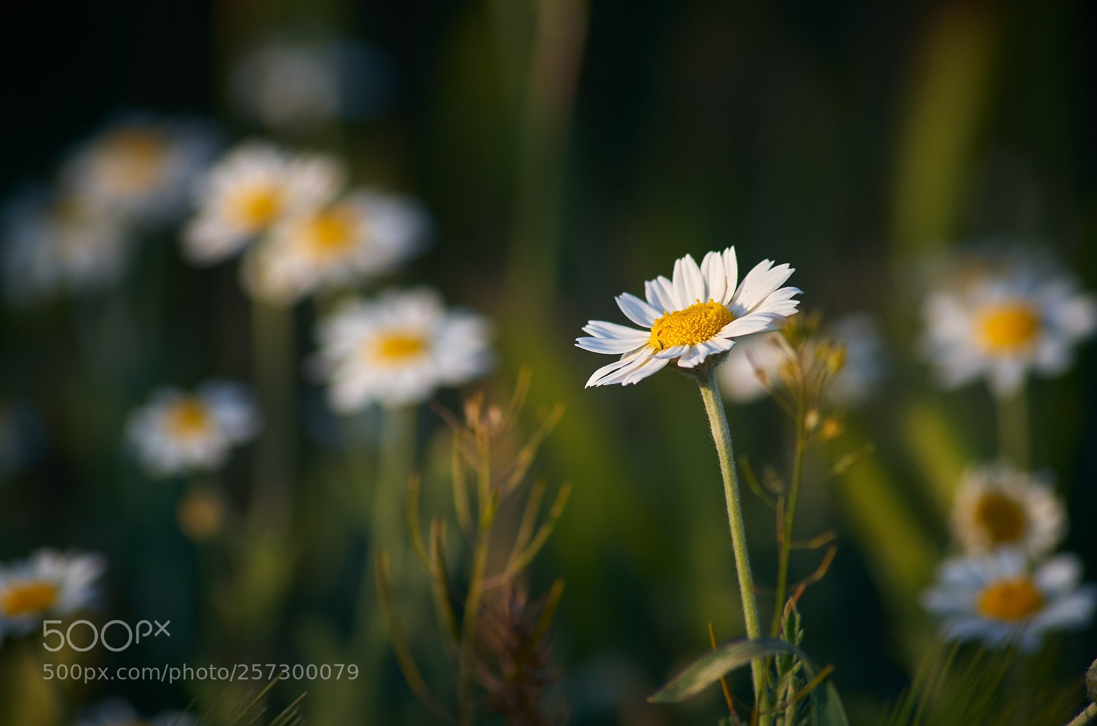 Pentax K-30 sample photo. Chamomile glade photography