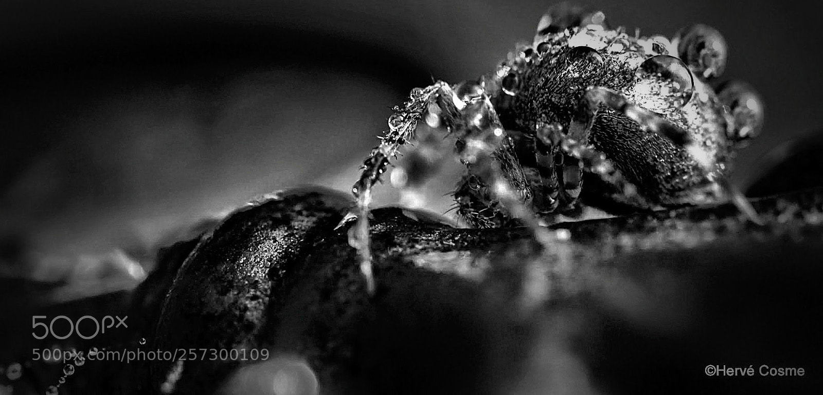 Canon EOS 600D (Rebel EOS T3i / EOS Kiss X5) sample photo. L'araignée...spider. photography