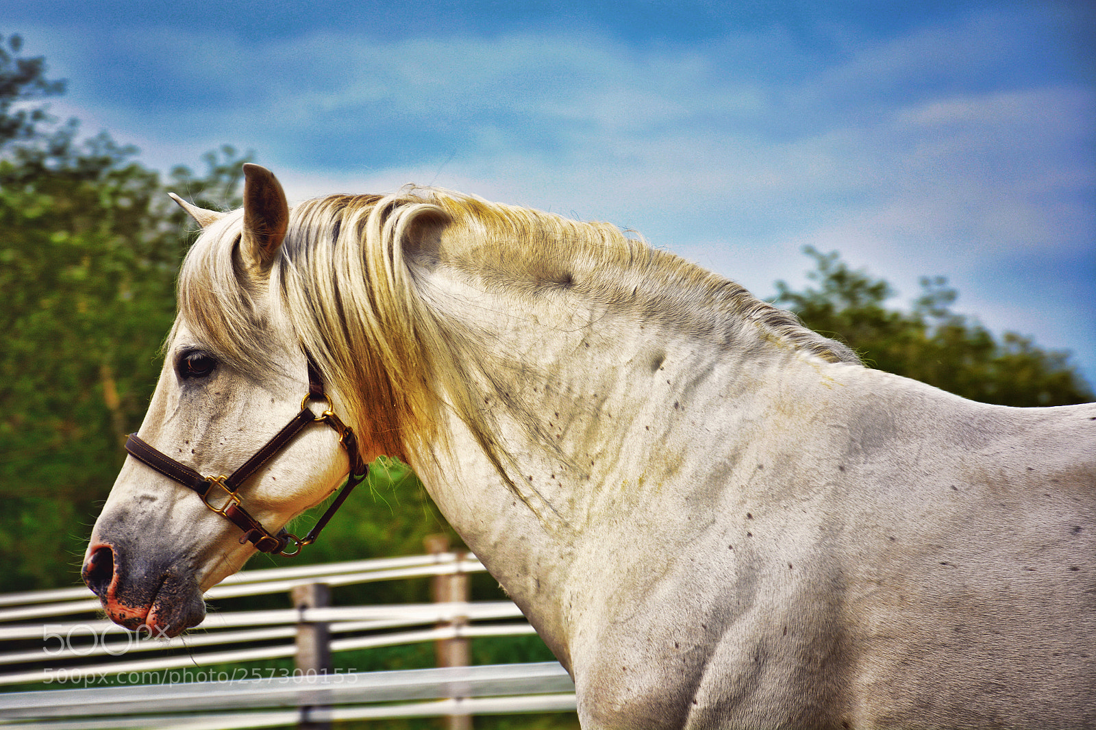 Nikon D5200 sample photo. Portrait of jabonero photography