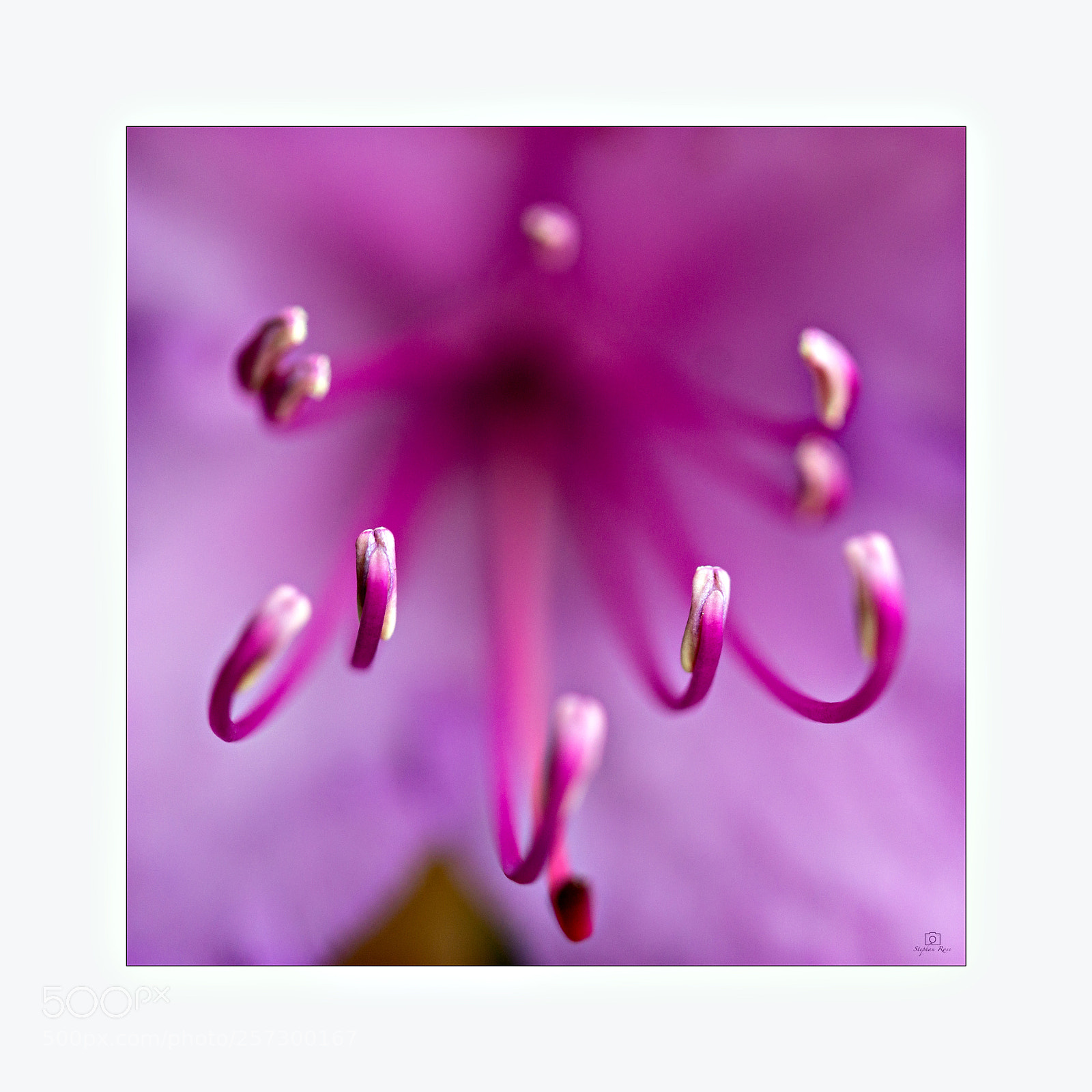 Sony SLT-A77 sample photo. Rhododendron photography