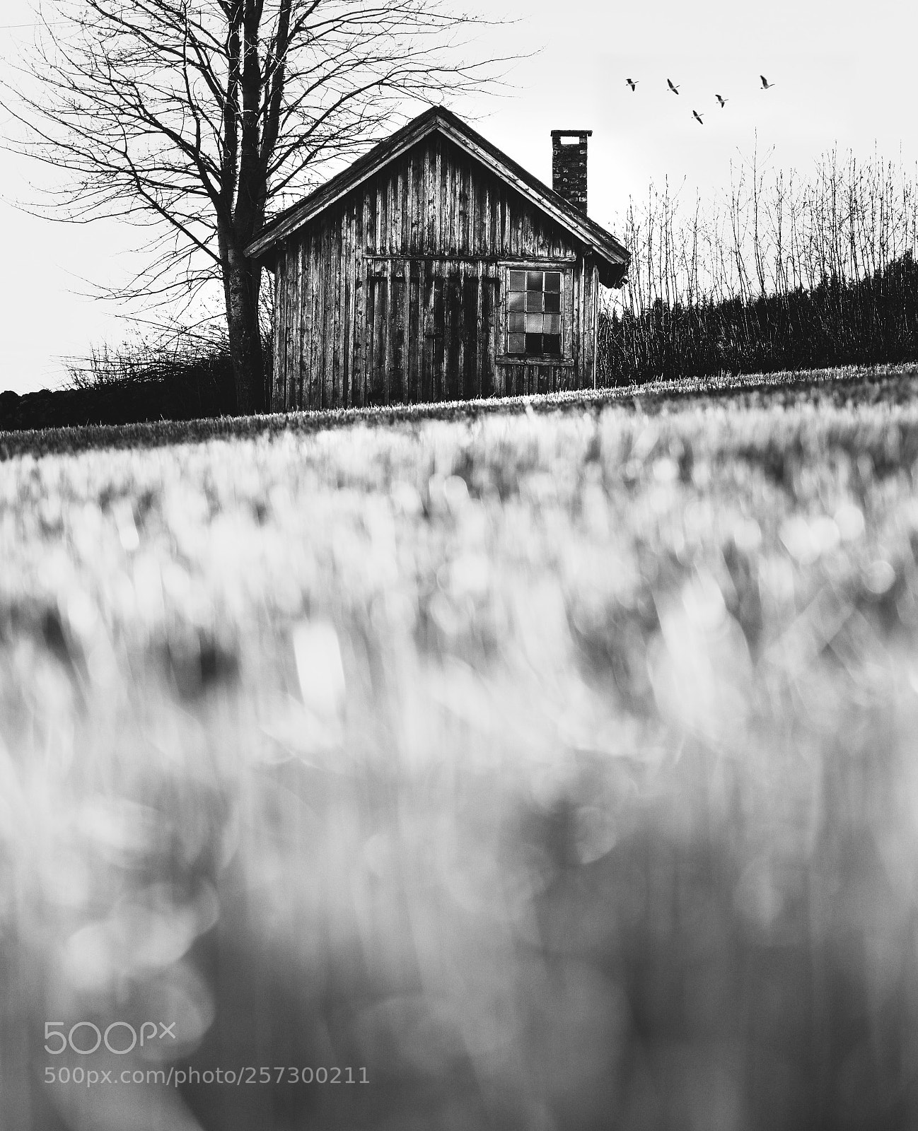 Nikon D750 sample photo. Moodyhouse photography
