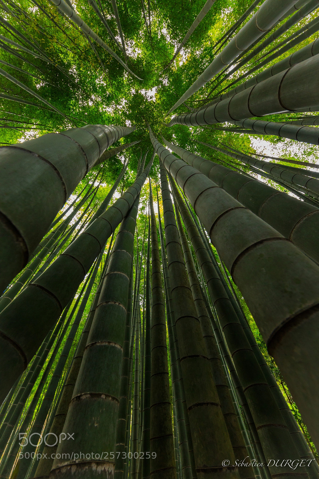 Canon EOS 5D Mark IV sample photo. Bamboo forest photography