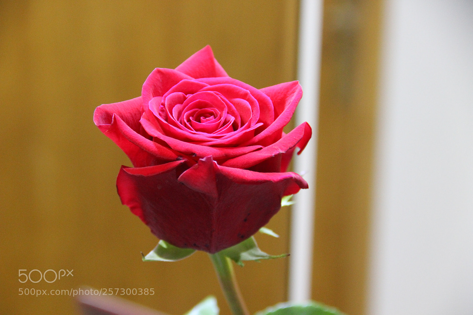 Canon EF-S 18-135mm F3.5-5.6 IS sample photo. Rosa nano photography