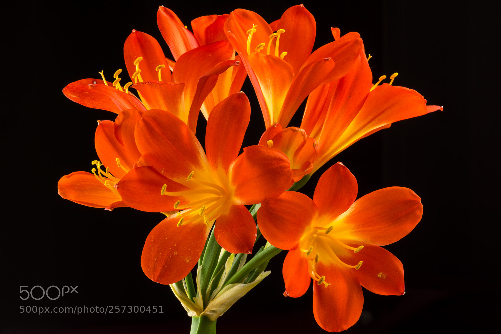 Nikon D7200 sample photo. Clivia miniata photography