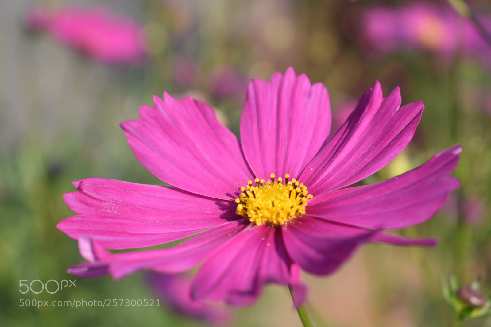 Nikon D3400 sample photo. A beautiful cosmos photography