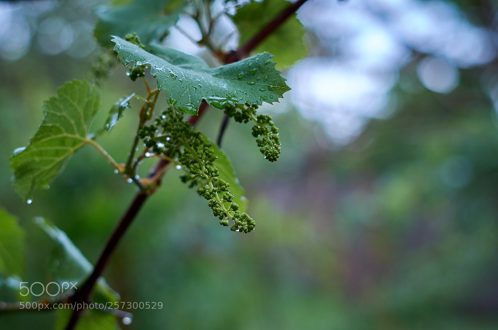 Pentax K-30 sample photo. Grape branch after the photography