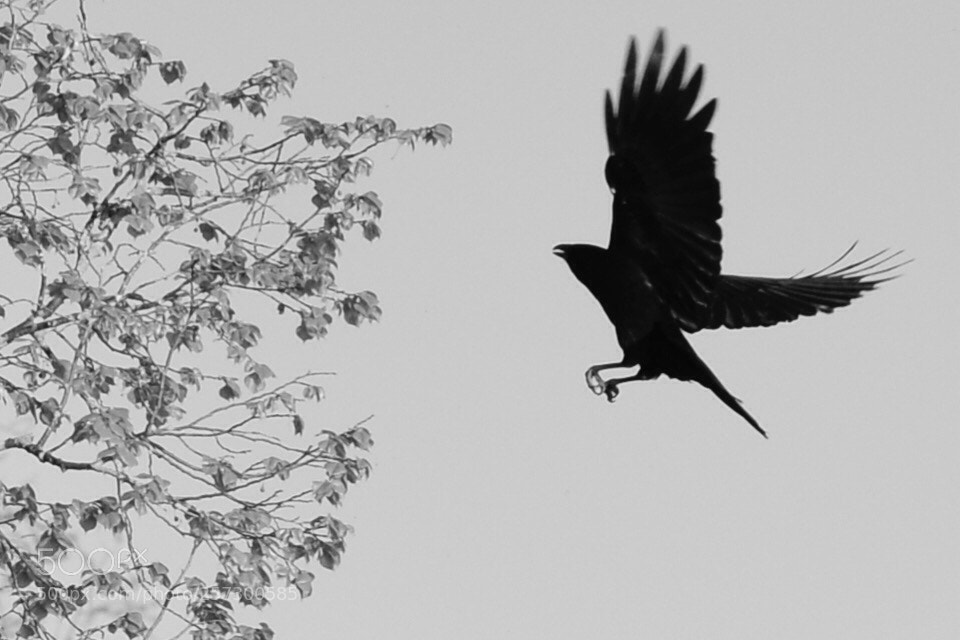 Nikon D7000 sample photo. Untitled photography