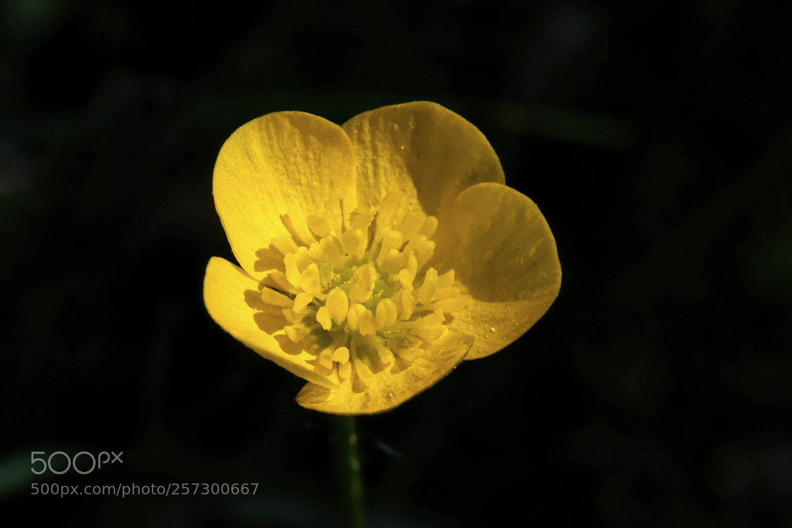 Sony Alpha NEX-6 sample photo. Out of the darkness photography